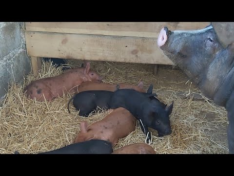 Видео: Последнее видео с поросятами в полном составе!