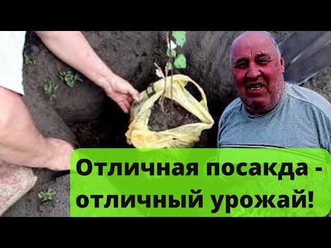 Видео: Посадка саженцев винограда весной. Посадочная яма для винограда.