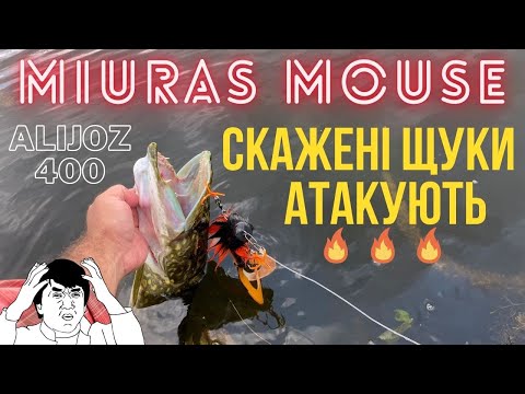 Видео: Miuras Mouse проти Big Bandit🔥  РОЗДАЧА по клюванням ЩУКИ💥