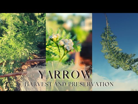Видео: Сбор и хранение тысячелистника | Лекарственные травы