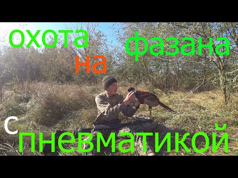 Видео: охота на фазана с пневматикой.шашлык из фазана....
