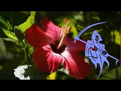 Видео: Почему Гибискус называют Цветком Смерти? Китайская Роза – приметы и суеверия!