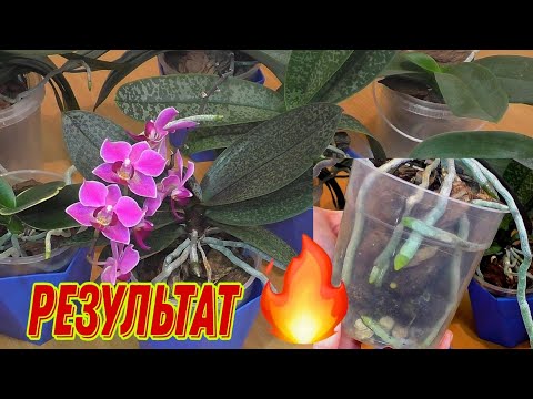 Видео: ☝️ ПРОСТАЯ ДЕТАЛЬ и КОРНИ ОРХИДЕЙ растут ЖИРНЫЕ КРЕПКИЕ не гниют🥳