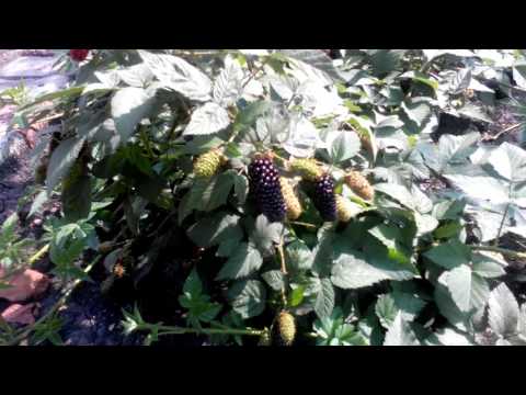 Видео: плодоношение ежевики Карака Блек