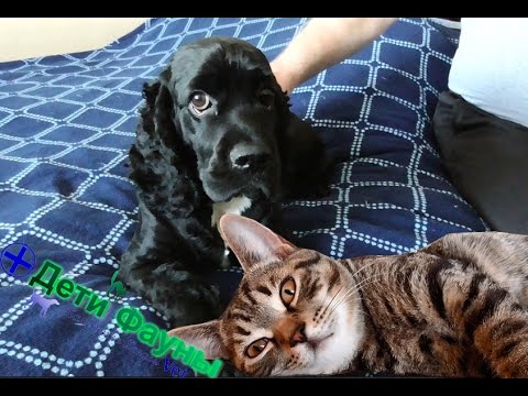 Видео: Можно ли стричь собак?  Как помочь собаке в жару?