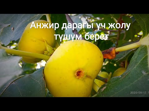 Видео: Анжир дарагын өстүрүү