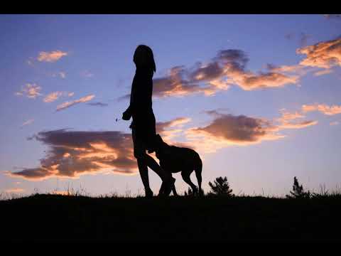 Видео: О собаках и не только (À propos des chiens et plus encore)