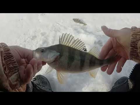 Видео: Казахстан. Жезказган. Сатпаев. Окуня закрыли сезон!