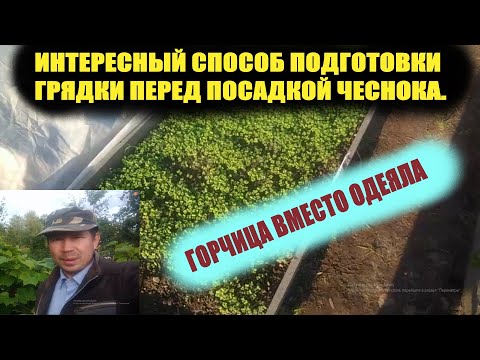 Видео: Посев горчицы осенью.Сидераты.Чеснок