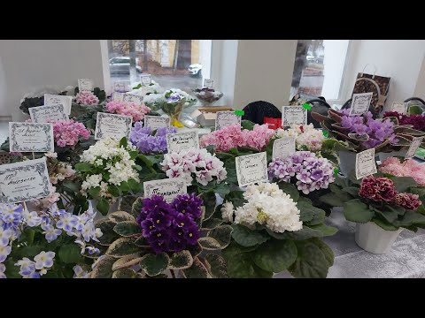 Видео: Выставка фиалок в Ярославле( октябрь)#сенполия #цветы #ярославль #фиалки 