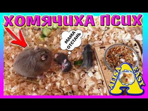 Видео: ХОМЯЧИХА КУСАЕТ ХОМЯЧАТ / ХОМКИ ПСИХУЕТ / ГОЛУБЬ ВЕРНУЛСЯ... / Alisa Easy Pets