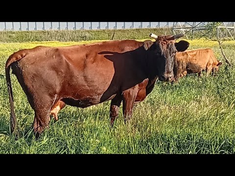 Видео: Продается корова,20 литровая, сокращение поголовья