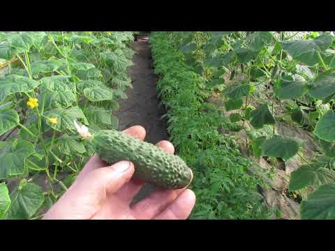 Видео: У вас "завершился" огурец ? ....тогда вам на этот канал и не только...