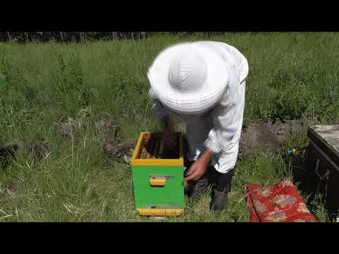 Видео: Как сделать отводок . Сборный отводок от пчелопакетов .