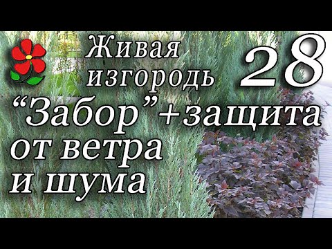 Видео: Живая изгородь. Разграничение. Защита от Ветра. Рядность изгороди.  Часть 1.  Курсы, урок 28.