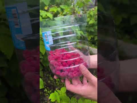 Видео: Лучшая сборка лайфхаков за ноябрь 2025!!!  #lifehacks #совет #рецепты