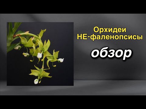 Видео: Orchid_rus - магазин орхидейных редкостей!