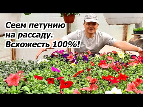 Видео: Сеем петунию на рассаду. Проверенный и надёжный способ!