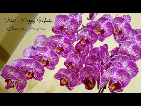 Видео: ОБИЛЬНОЕ и ШИКАРНОЕ цветение моих  ОРХИДЕИ /часть 3/ orchids орхидея orchid фаленопсис phalaenopsis