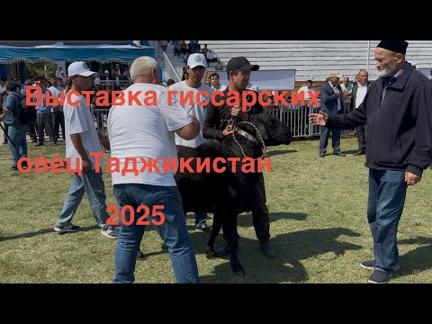 Видео: Выставка овец гиссарской породы, Гиссар, Таджикистан 2025