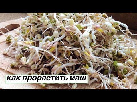 Видео: Как прорастить маш в пластиковой бутылке. Как правильно приготовить маш в домашних условиях. рецепт