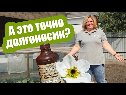 Видео: Как узнать, что на вашей клубнике долгоносик? Топ средств против малинно-земляничного долгоносика!