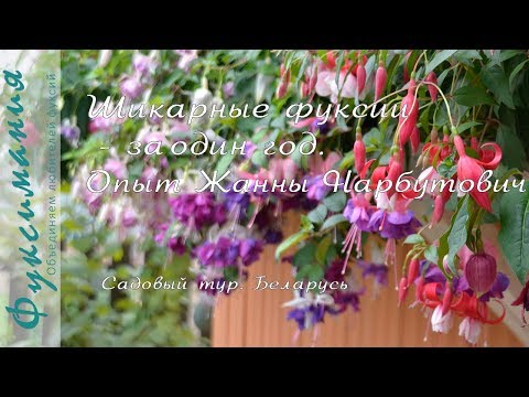 Видео: Как вырастить шикарные фуксии всего за год. Опыт Жанны Нарбутович