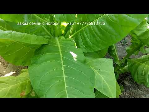 Видео: Дюбек 50, Дюбек лимонный, Samsun 115