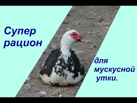 Видео: Супер рацион для мускусной утки. | Raising Ducks.