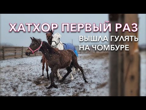 Видео: Первая прогулка жеребёнка.