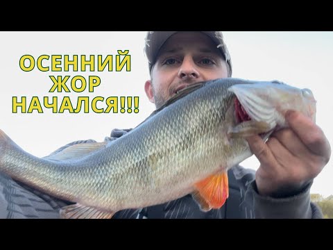 Видео: Сплав по реке Березина со спиннингом, осенний жор начался