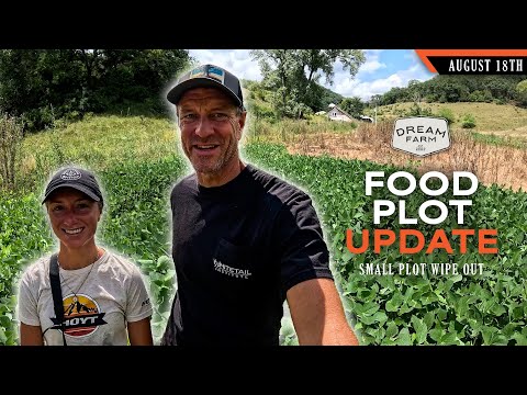 Видео: Обновление по продовольственному участку: небольшие участки по-прежнему представляют собой проблему