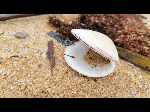 Видео: СЕМЕЙНЫЙ ОТДЫХ НА МОРЕ | ГОСТИНИЧНЫЙ КОМПЛЕКС АВАНГАРД | ПРИМОРЬЕ