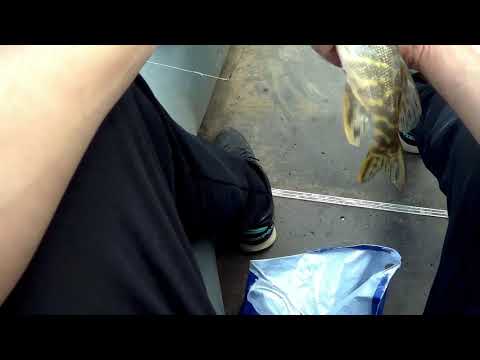 Видео: Рыбалка на озере в Красноярске