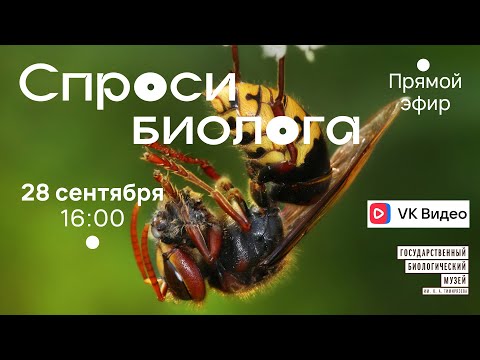 Видео: Спроси биолога. Общественные насекомые
