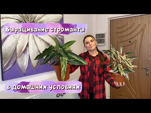 Видео: Выращивание строманты в домашних условиях.