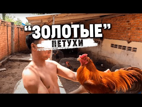 Видео: Петухи по соседству. Interesting business of neighbors