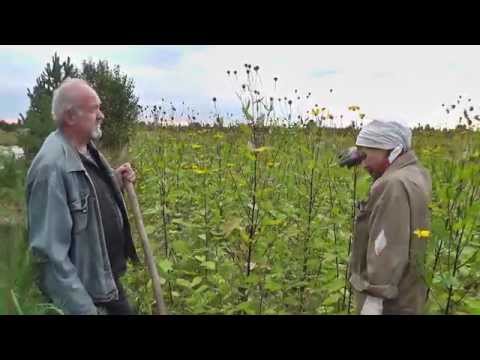 Видео: Топинамбур