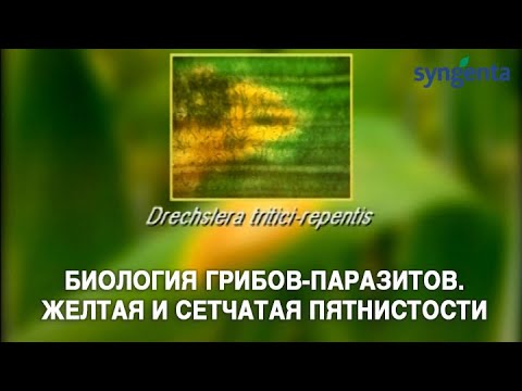 Видео: Биология грибов-паразитов. Желтая и сетчатая пятнистости. DTR