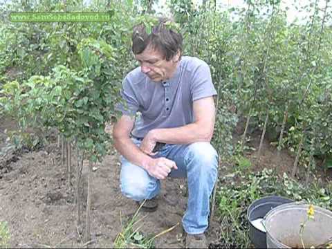 Видео: Окулировка в питомнике, часть 1