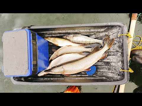 Видео: Первый лёд. Жерлицы. Ловля щуки на живца
