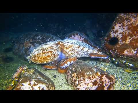 Видео: Дайвинг. о.Русский Мыс Вятлина