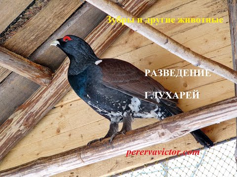 Видео: Разведение глухарей