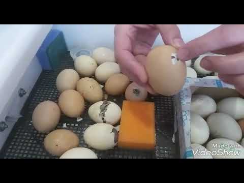 Видео: Как помочь цыпленку вылупиться. Проклев, вылуп цыпленка.