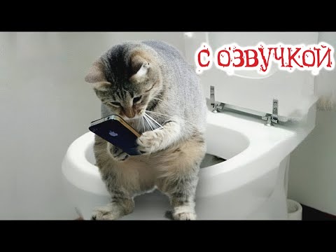 Видео: Приколы с котами! С ОЗВУЧКОЙ - СМЕШНЫЕ КОТЫ - СМЕШНЫЕ ЖИВОТНЫЕ - 1 час смеха!