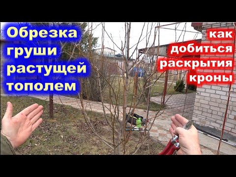 Видео: ОБРЕЗКА ГРУШИ растущей тополем