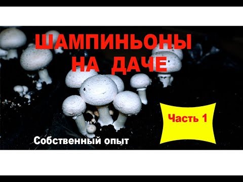 Видео: Шампиньоны на даче. Часть 1. Общий обзор