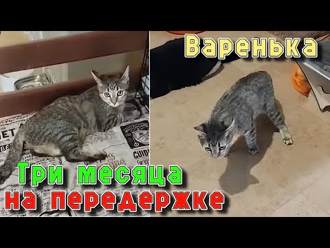 Видео: Варенька. Три месяца на передержке.