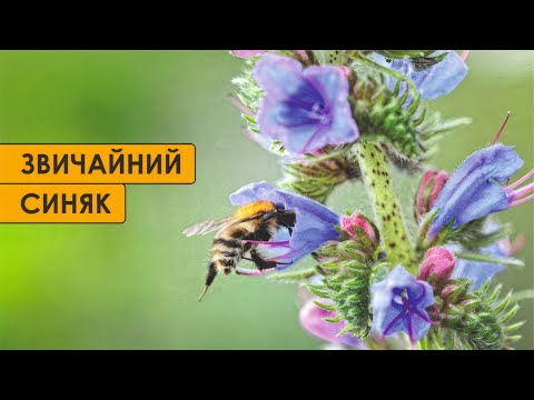 Видео: Синяк звичайний