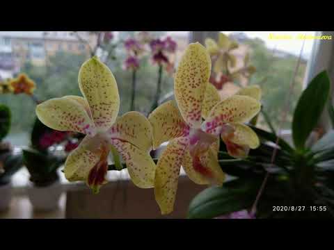 Видео: Фаленопсис ДЖУЛИЯ (JULIA) от OPTI-FLOR. 10 месяцев в домашнем уходе: детки, развитие и 5 цветоносов!